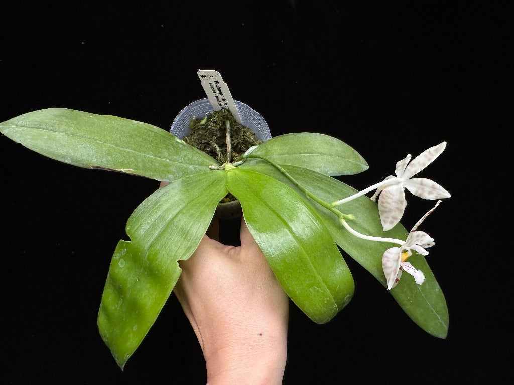 Phalaenopsis zebrina 230915 Flowering