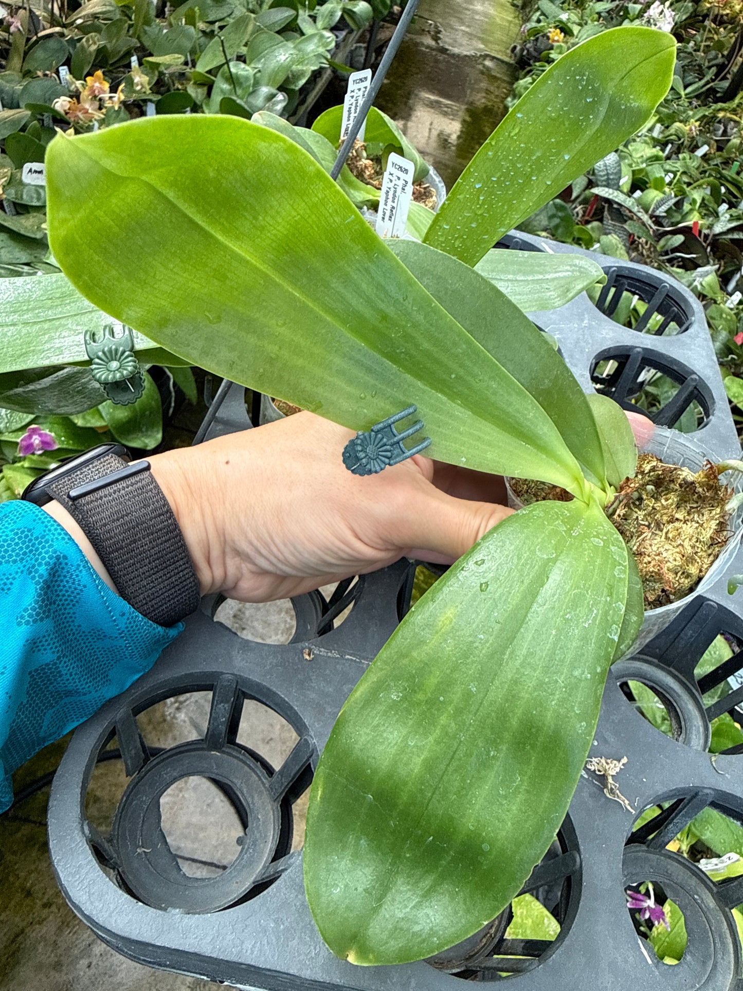 Phalaenopsis (Lyndon Reflex x Yaphon Lover) 'Mango'