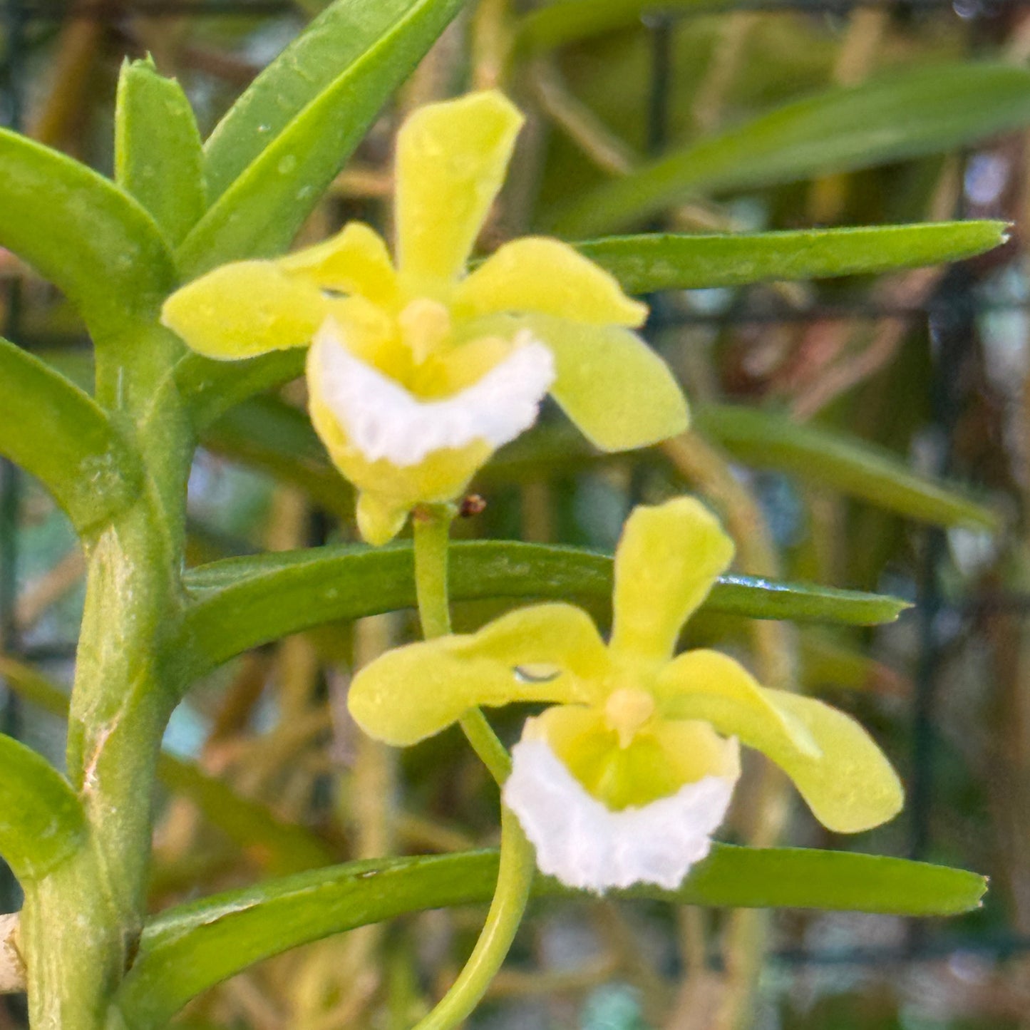 Vanda (Christensonia) vietnamica