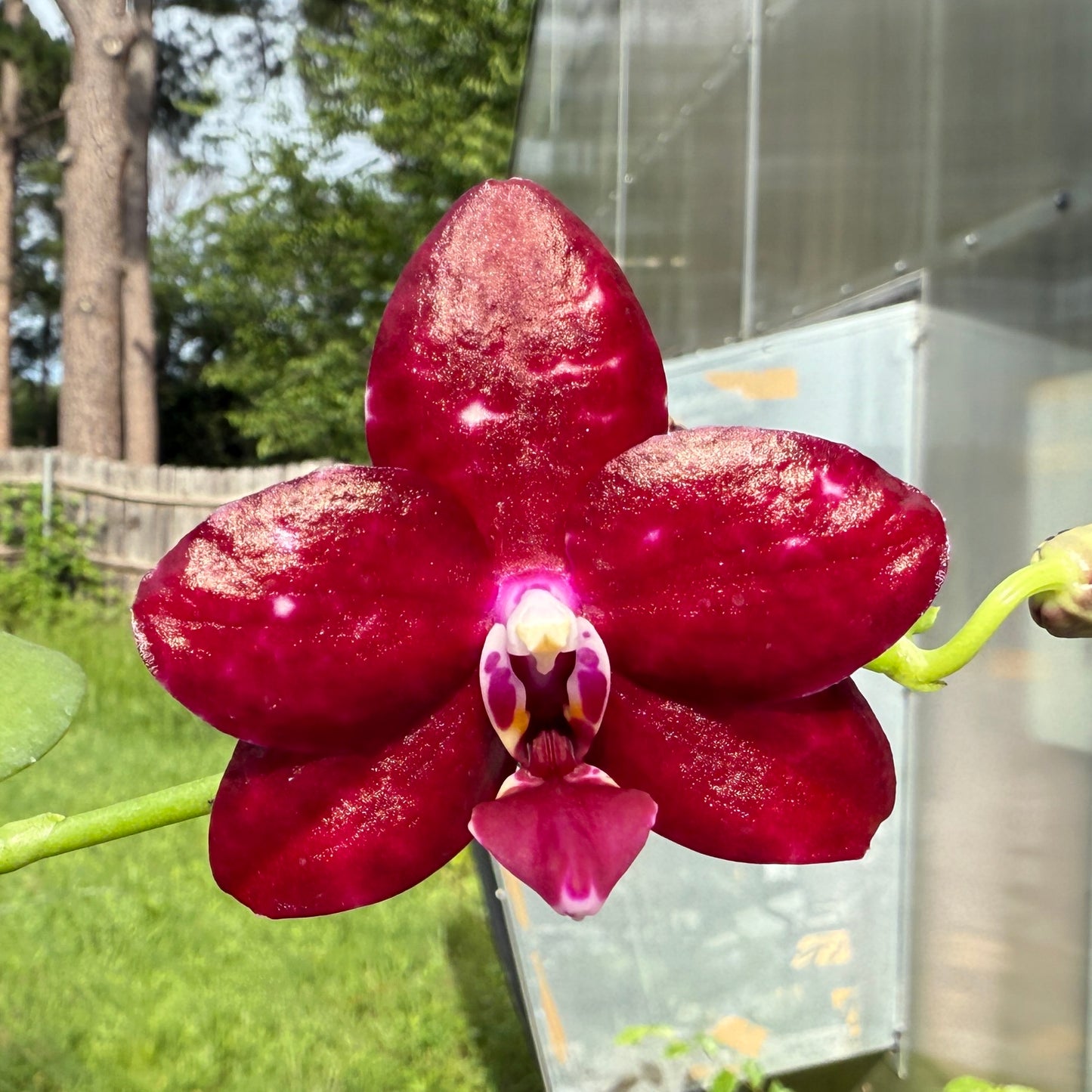 Phalaenopsis Mituo Bentley - seed grown