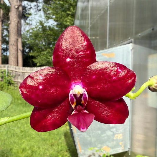 Phalaenopsis Mituo Bentley - seed grown