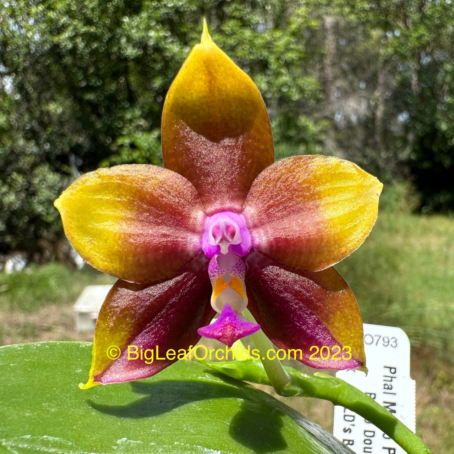Phalaenopsis Mituo Princess 'Blue #1' 230810 Flowering