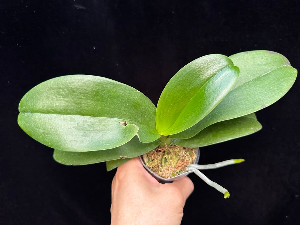 Phalaenopsis KS Pride 'Golden Diamond'