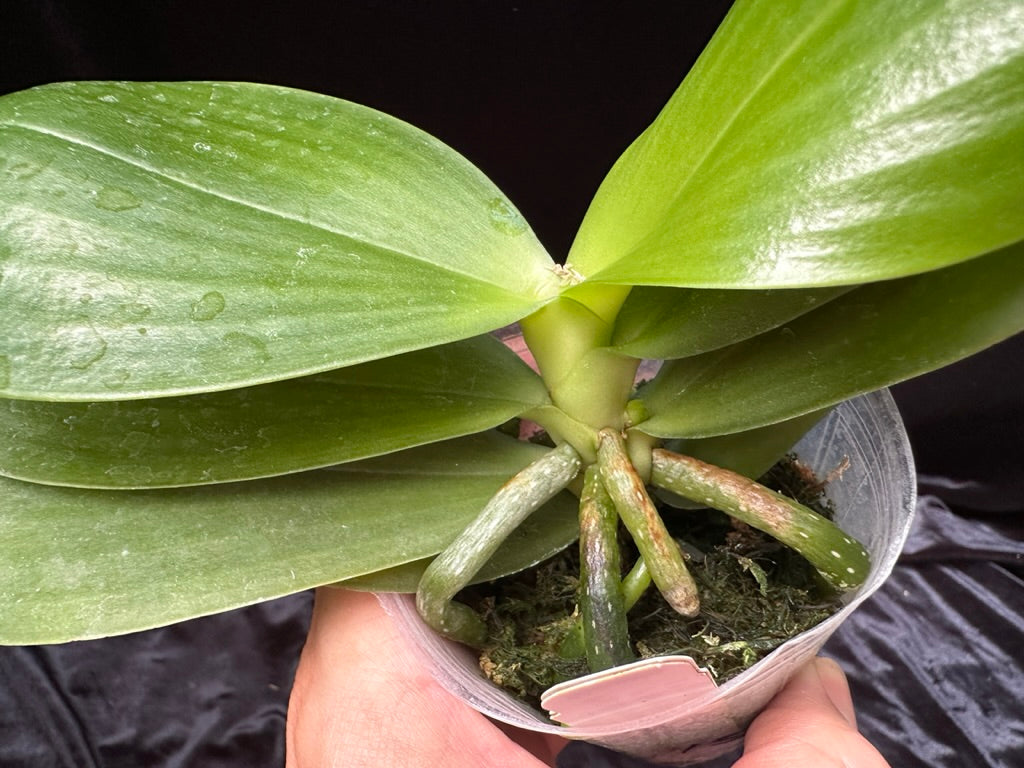 Phalaenopsis Hannover Passion 'Wilson' 230629 Spiking