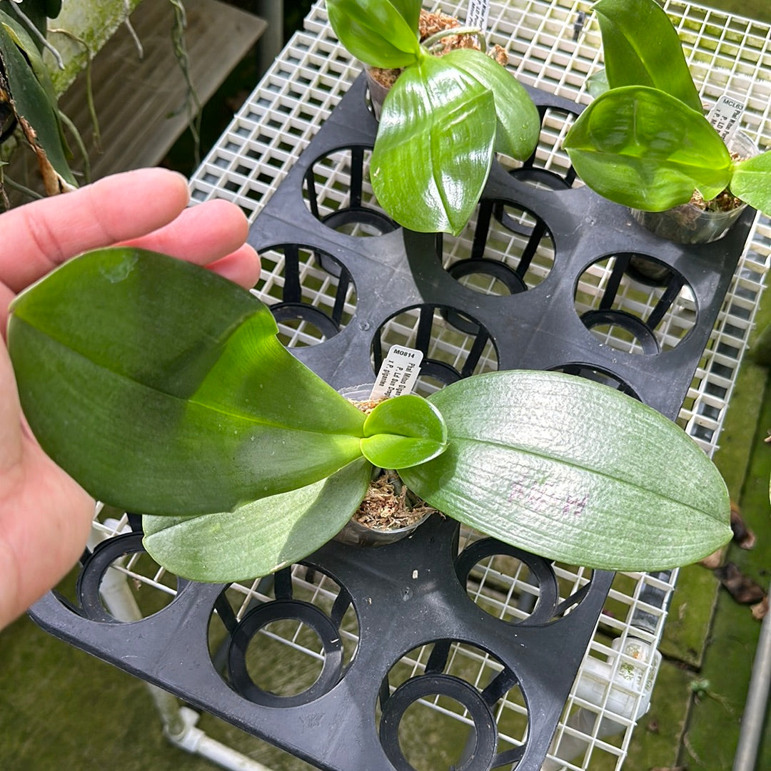 Phalaenopsis Mituo Gigan Dragon 'Mituo #12'