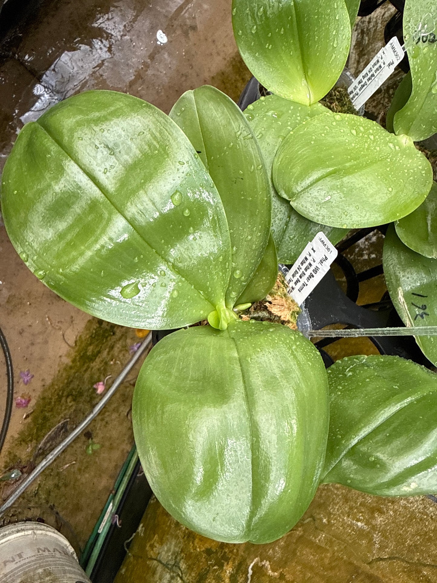 AMM361 Phalaenopsis WG Bear Terms - Seed Grown