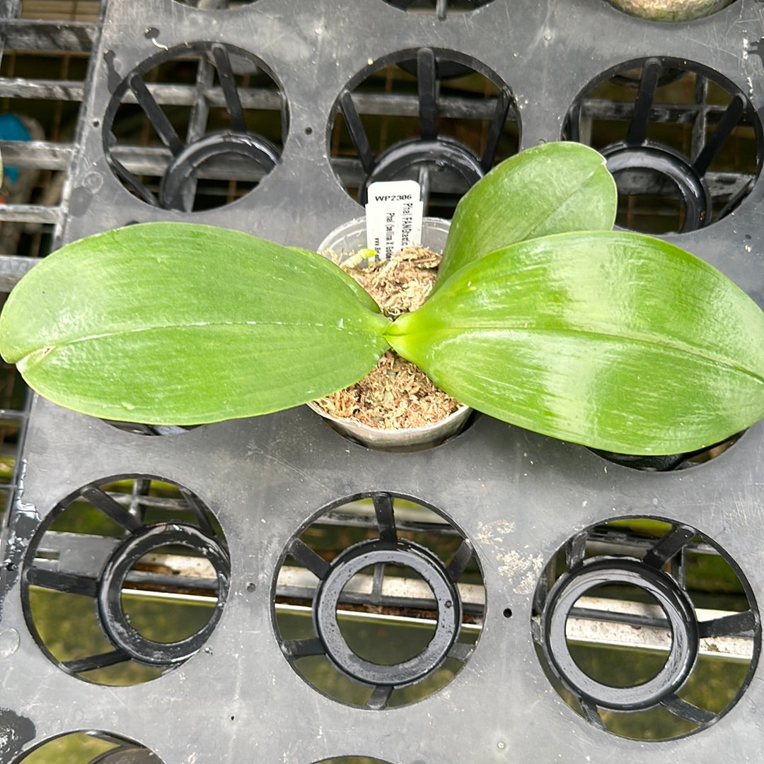 Phalaenopsis FANGtastic Green Envy (clone) Spiking