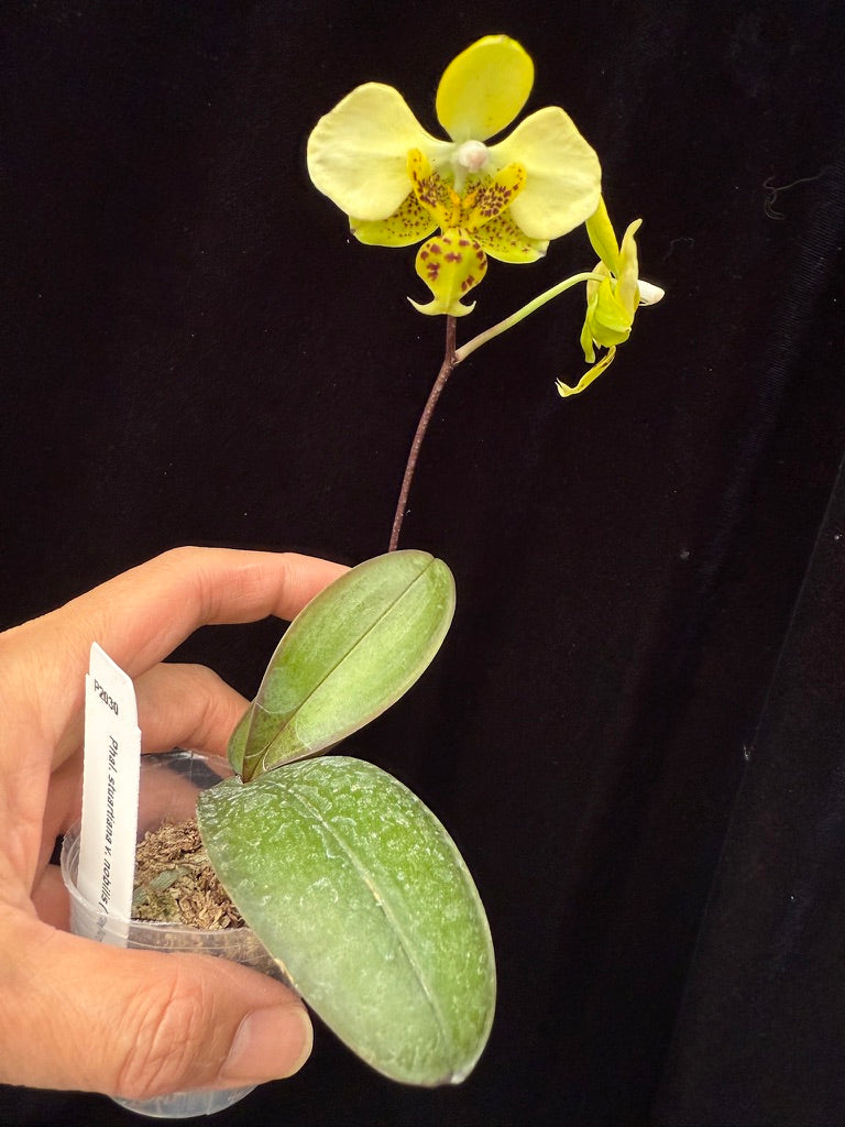 Phalaenopsis stuartiana var nobilis (Yellow Strain) x sib