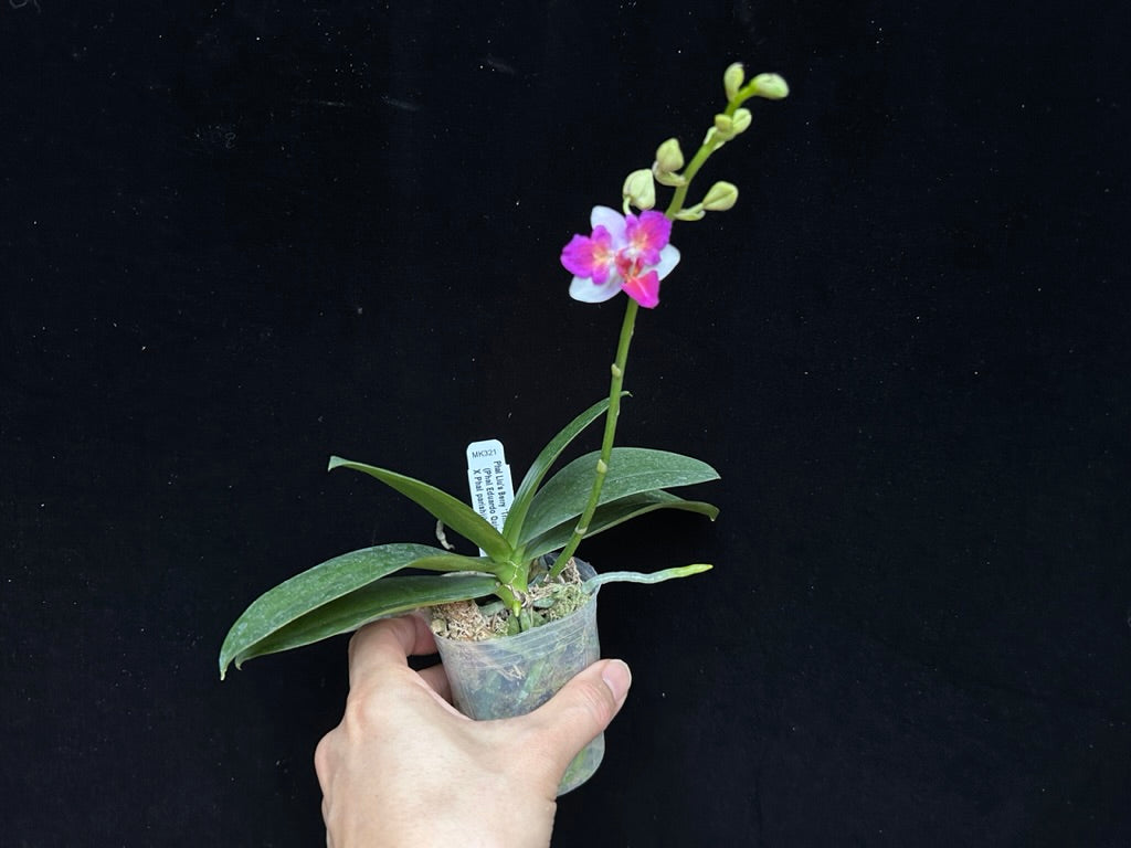 Phalaenopsis Liu's Berry 'Trinity' (Peloric) 230908 Flowering