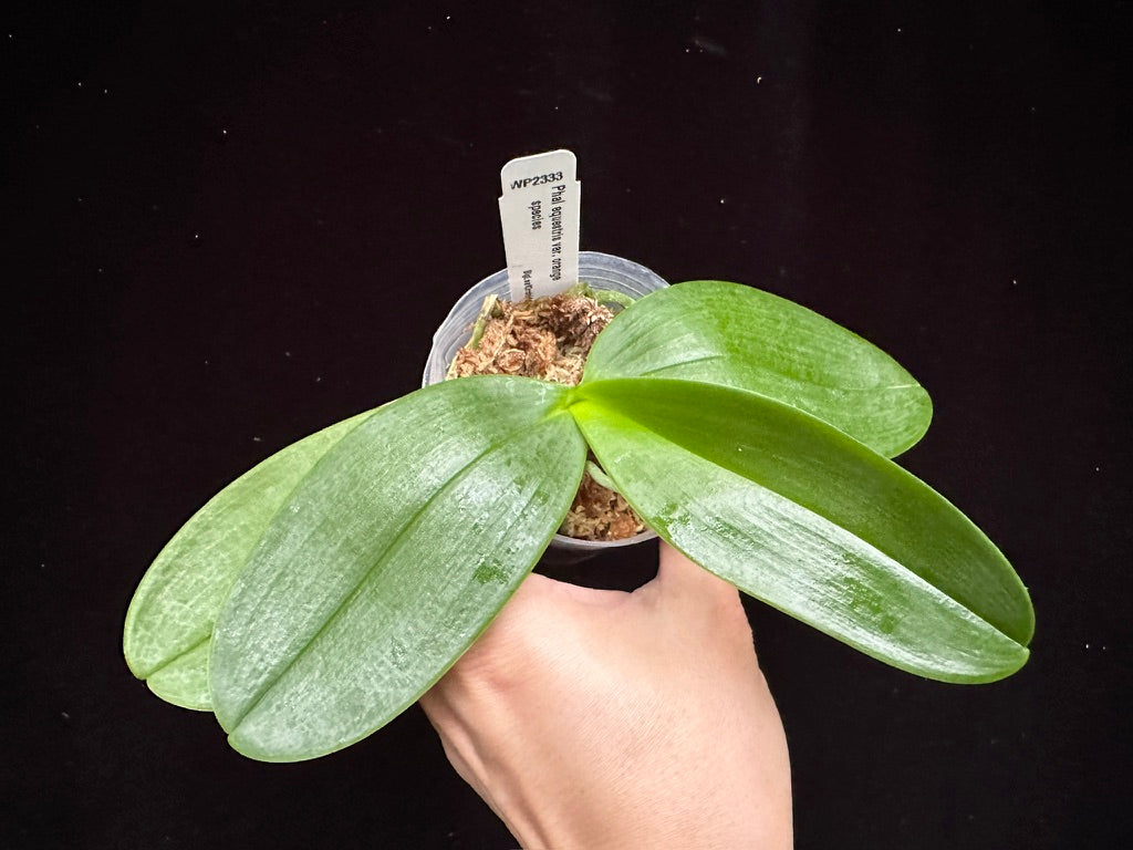 Phalaenopsis equestris var. Orange 231119 Spiking