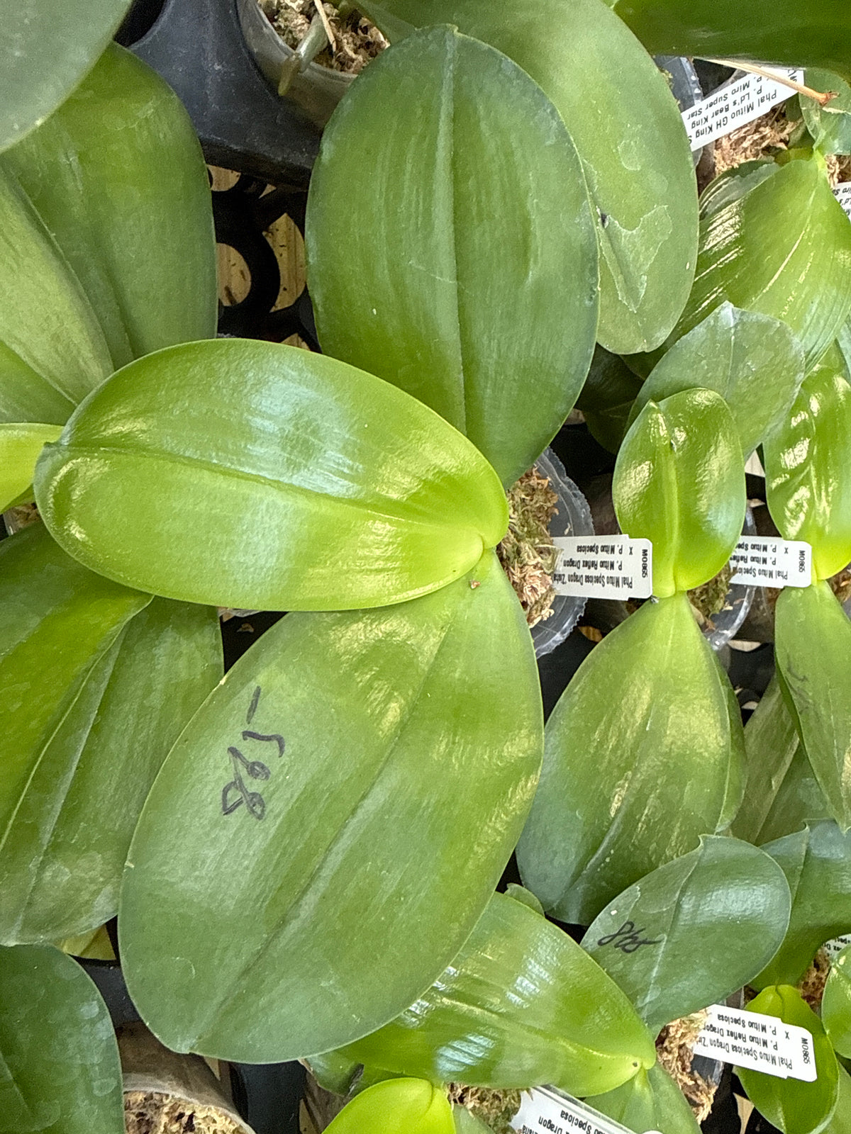 MO865 Phalaenopsis Mituo Speciosa Dragon 'Zisha'