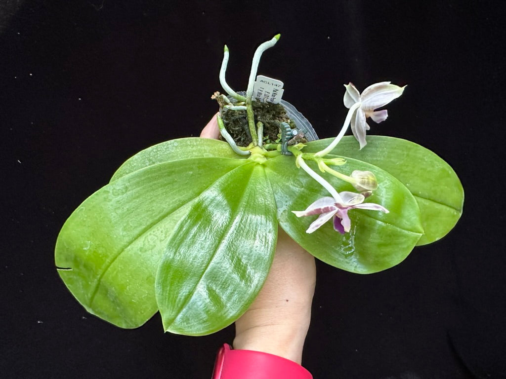 Phalaenopsis Mituo Purple Dragon 'Blue Python' 230810 Flowering
