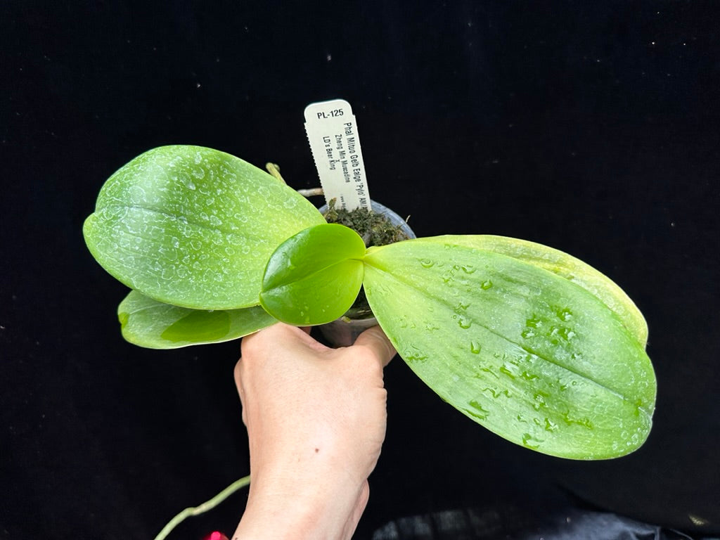 Phalaenopsis Mituo Gelb Eagle 'Pylo' AM/AOS