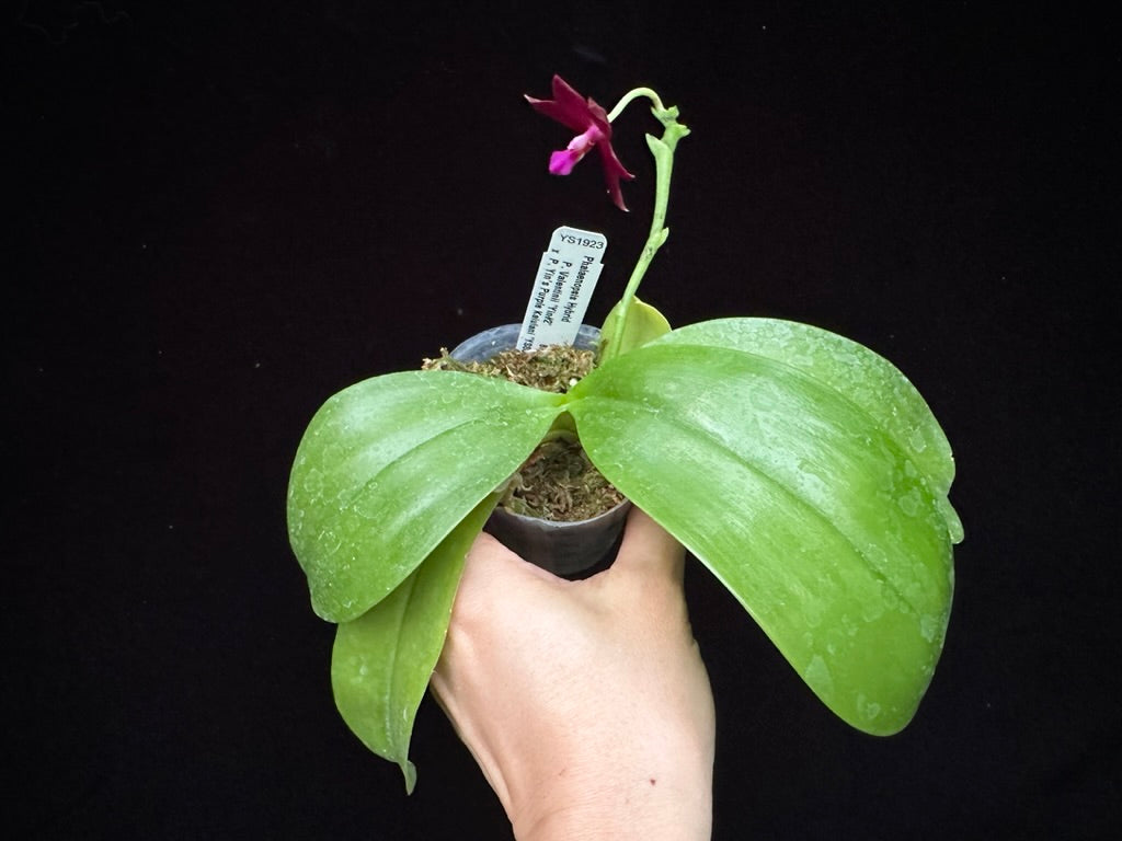 Phalaenopsis Yin's Meticulous Redpearl 230703 Flowering