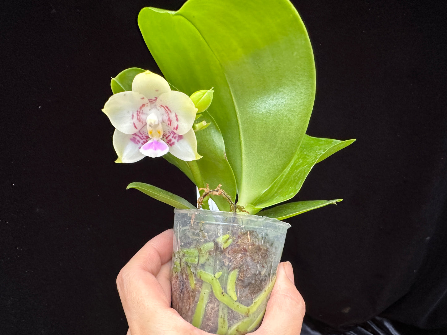 Phalaenopsis Mituo Purple Canary 230809 Flowering