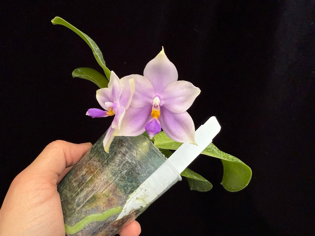 Phalaenopsis SWR GV 'MC' (M625) 250509 Flowering