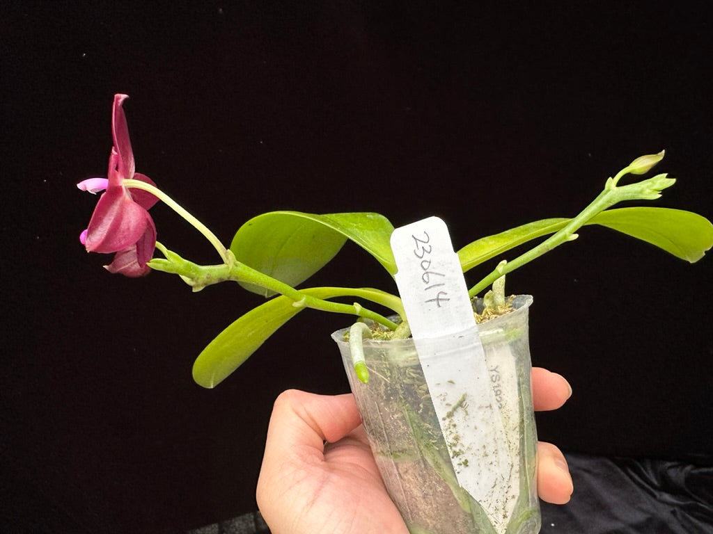 Phalaenopsis Yin's Meticulous Redpearl 230614