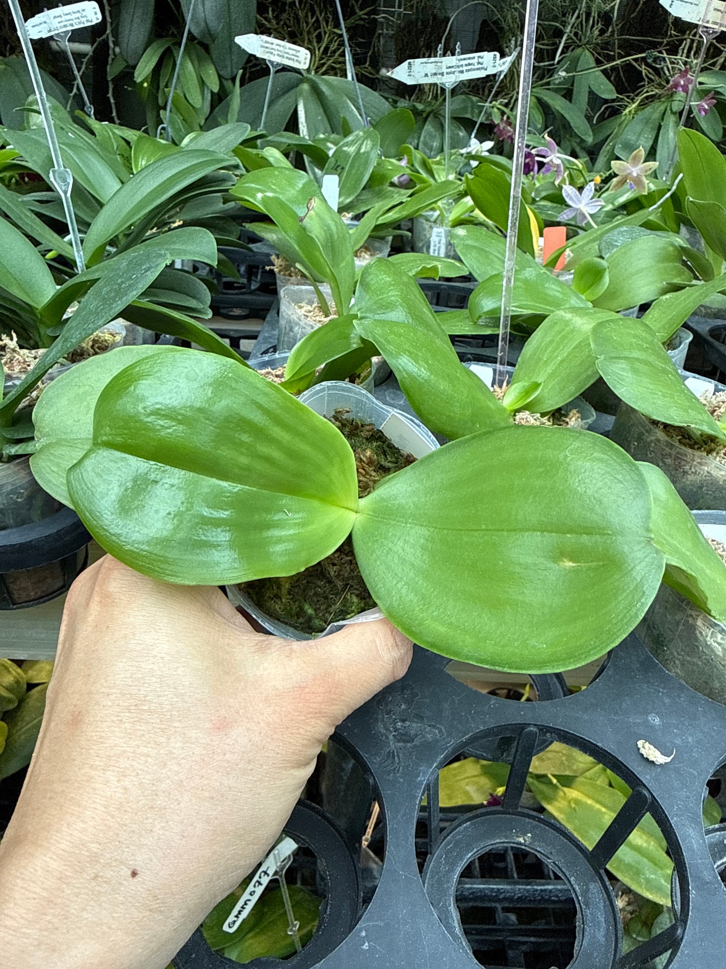 Phalaenopsis Penang Girl 'Clone' Fragrant Flowers