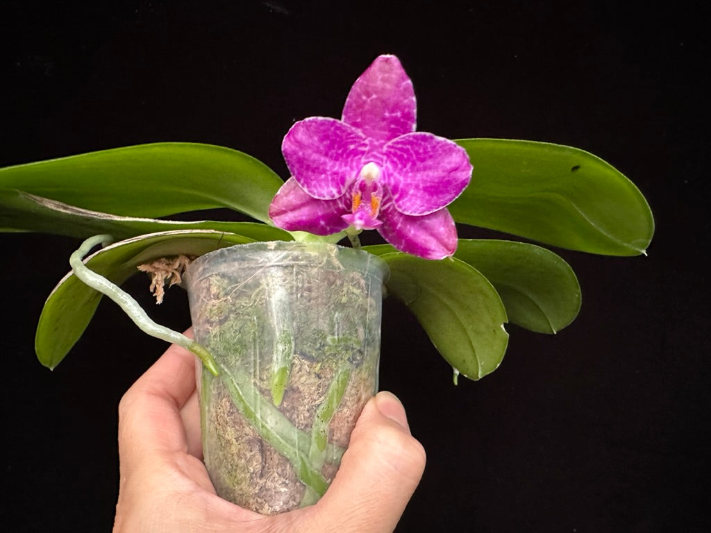 Phalaenopsis Mituo Dragon Scale 230902 Flowering