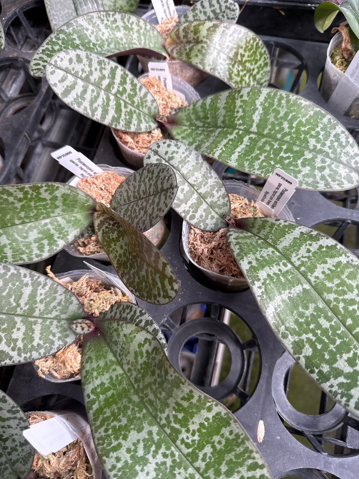 Phalaenopsis schilleriana 'Wilson #5'