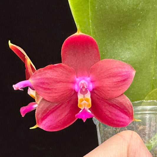 Phalaenopsis LD's Bear King 'Ben Belton' aka 'RK-3' Flowering 240425
