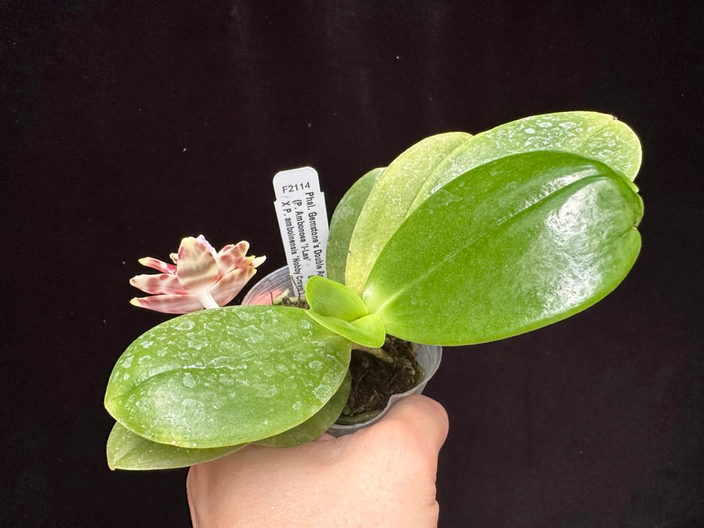 Phalaenopsis Gemstone's Double Ambo 230806