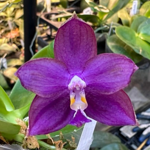 Phalaenopsis Mituo Blue Smurfs 'Sea' 230814 Flowering