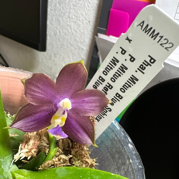 Phalaenopsis Mituo Blue Sphinx - Seedlings