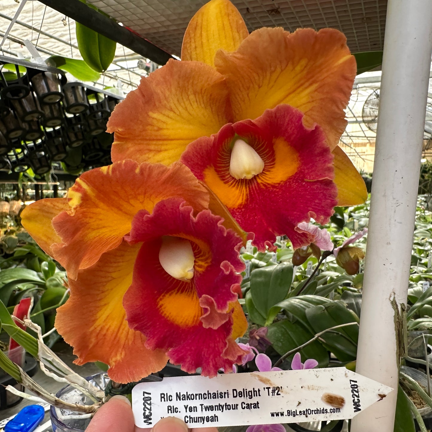 Rhyncholaeliocattleya (Rlc.) Nakornchaisri Delight 'T#2'