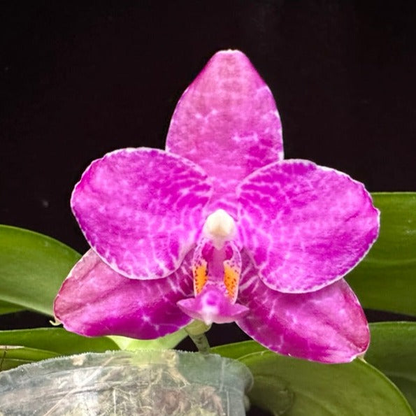 Phalaenopsis Mituo Dragon Scale 230902 Flowering