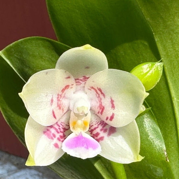 Phalaenopsis Mituo Purple Canary 230809 Flowering