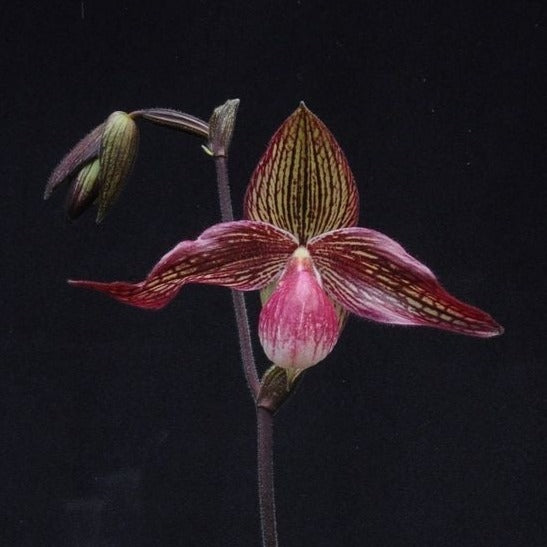 Paphiopedilum Krull's Lace (Fanaticum X rothschildianum)