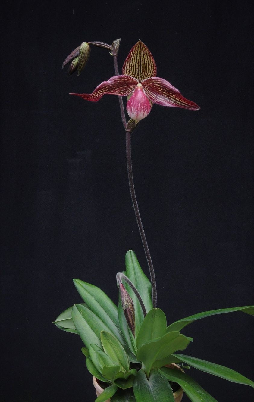 Paphiopedilum Krull's Lace (Fanaticum X rothschildianum)