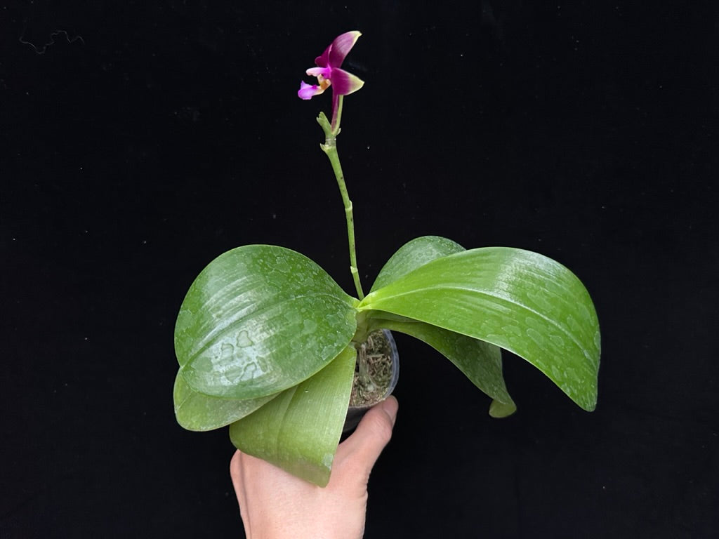 Phalaenopsis Yin's Meticulous Redpearl 230613 Flowering