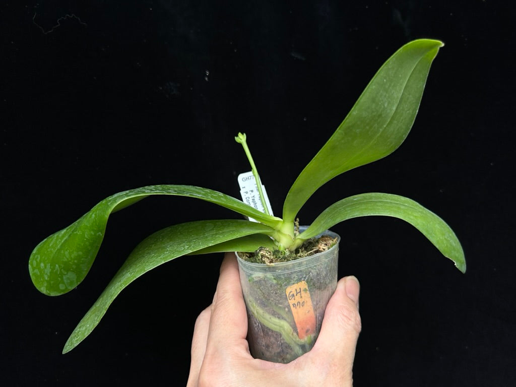 Phalaenopsis Yaphon Zebrina 'Yin' 230815 Spiking
