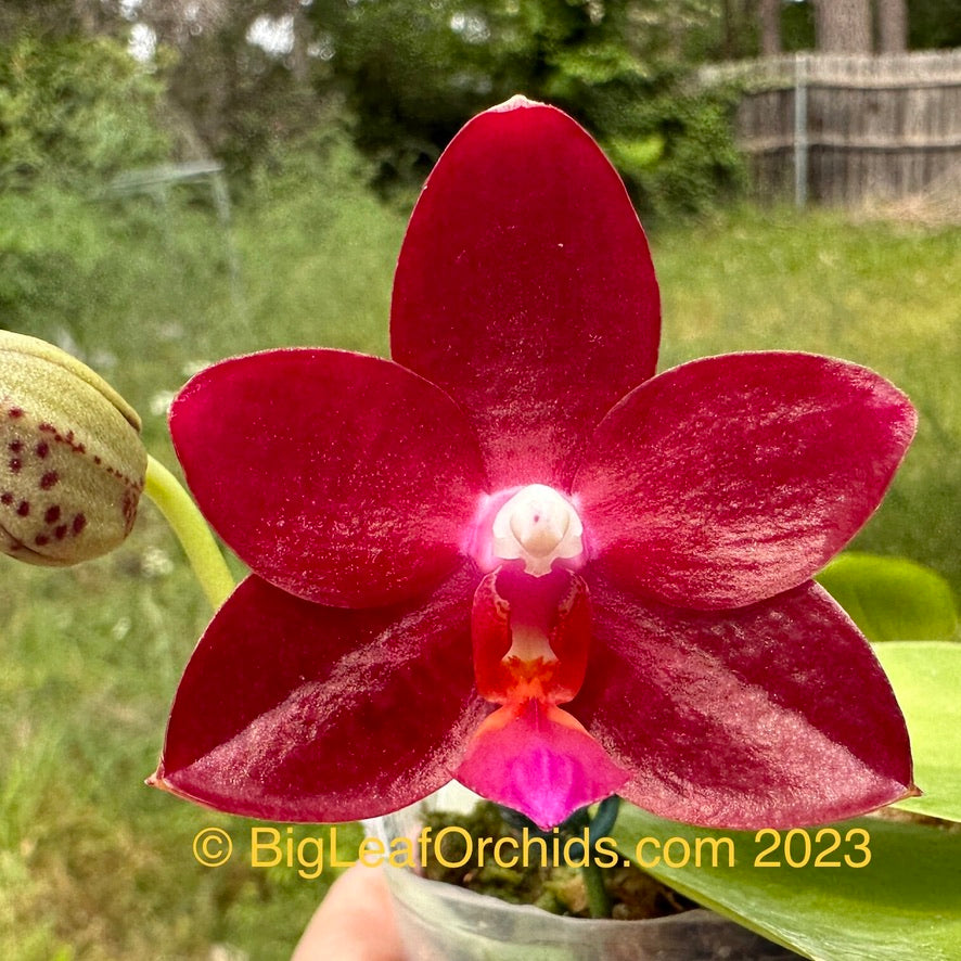 Phalaenopsis Yin's Tyrannosaurus Beauty - Seedling