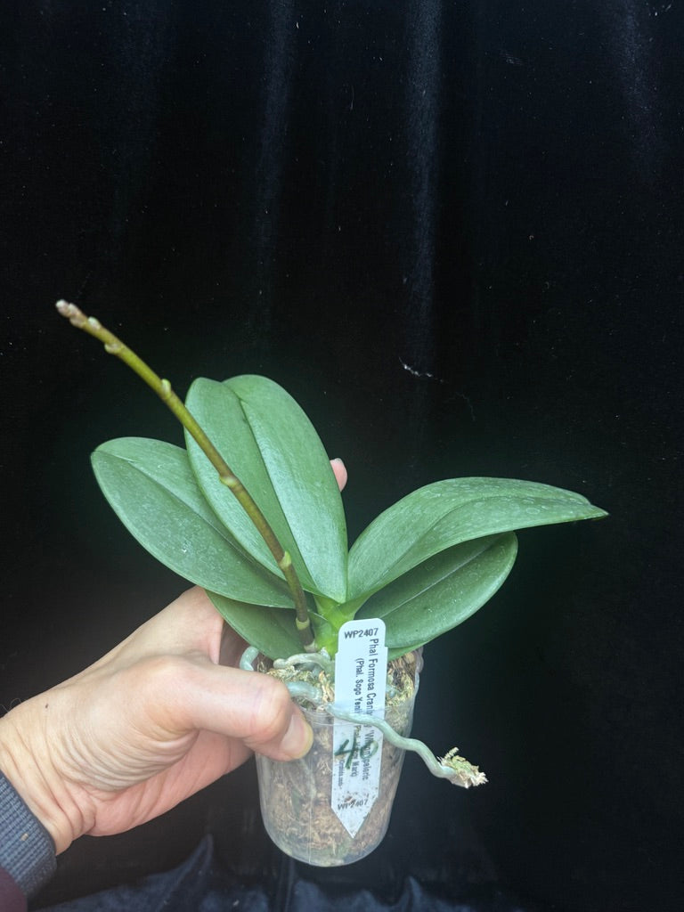 Phalaenopsis Formosa Cranberry 'Wilson' peloric