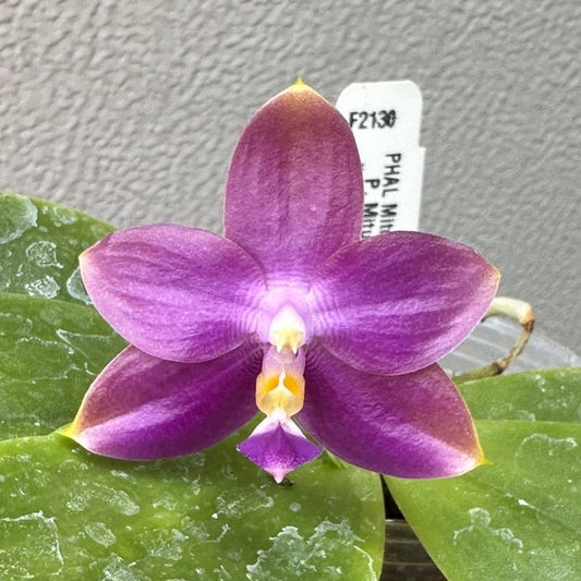 Phalaenopsis Mituo Specio Prince 240504 Flowering