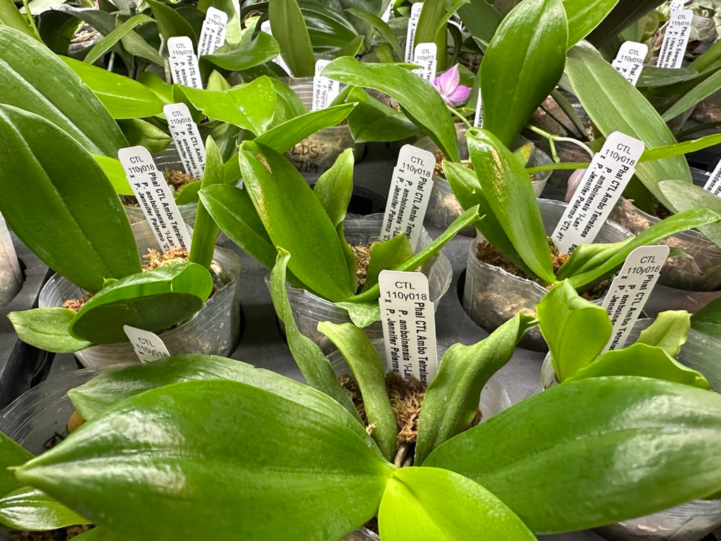 Phalaenopsis (amboinensis 'I-Lan' x Jennifer Palermo) - Seedlings