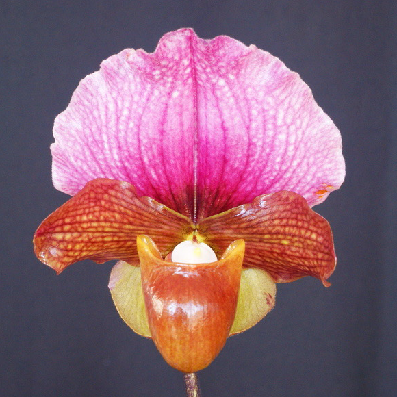 Paphiopedilum charlesworthii (Red) 231120 Budding