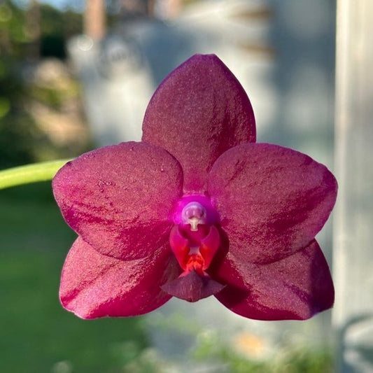 Phalaenopsis SWR Viola 'Chloe' HCC/AOS 240518 Flowering