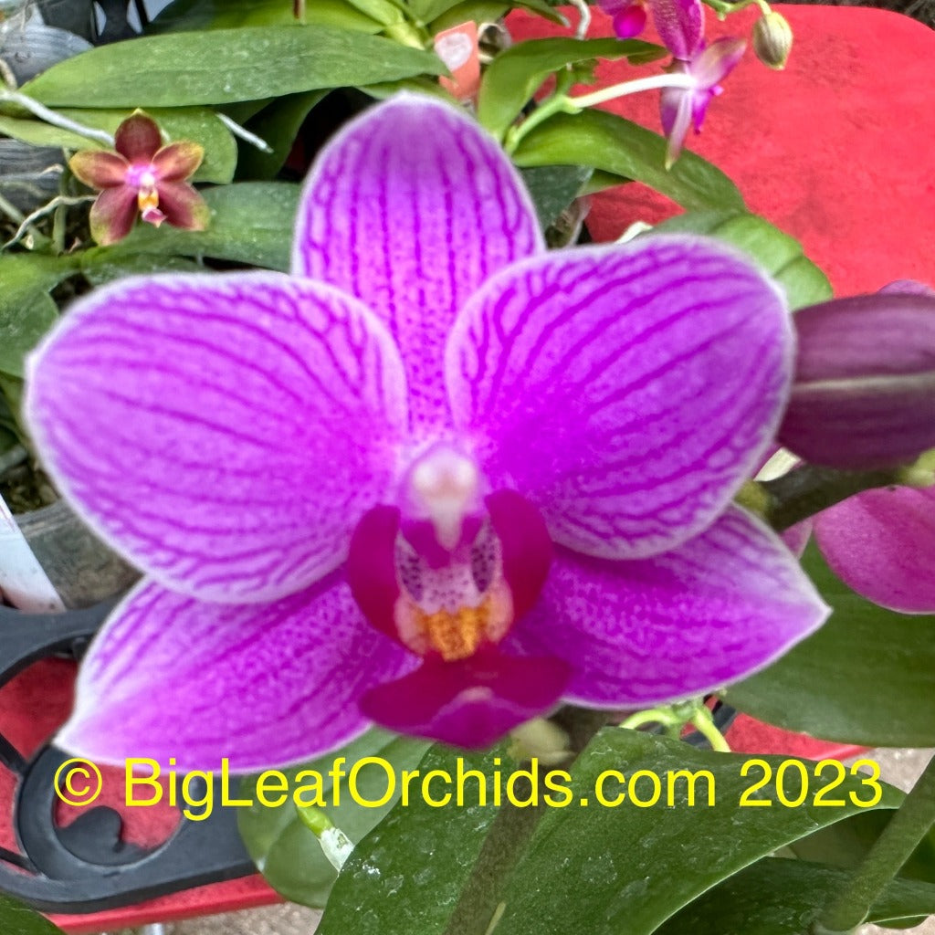 Phalaenopsis Mituo Special Vivien - Seedling