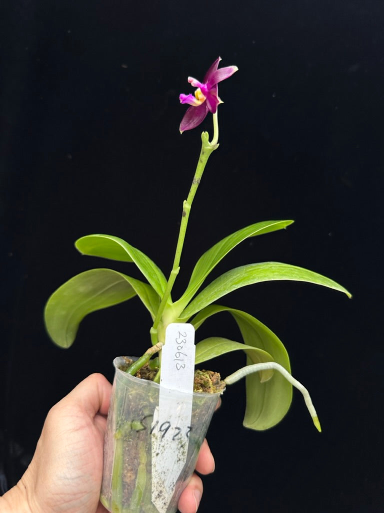 Phalaenopsis Yin's Meticulous Redpearl 230613 Flowering