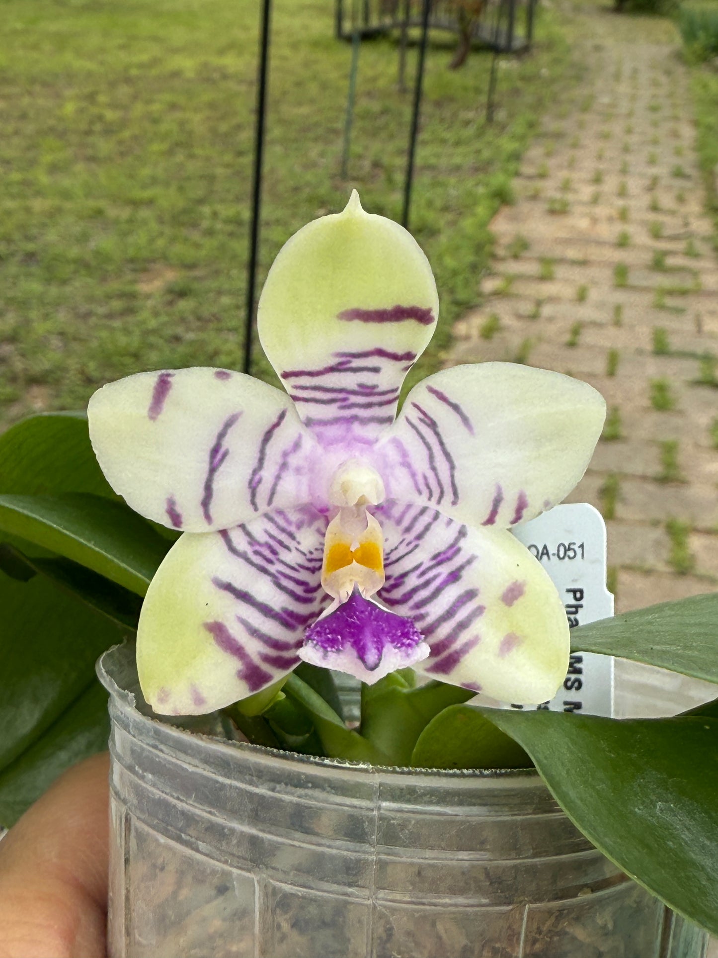 Phalaenopsis MS Magic Dragon, QA-051 - Seed Grown