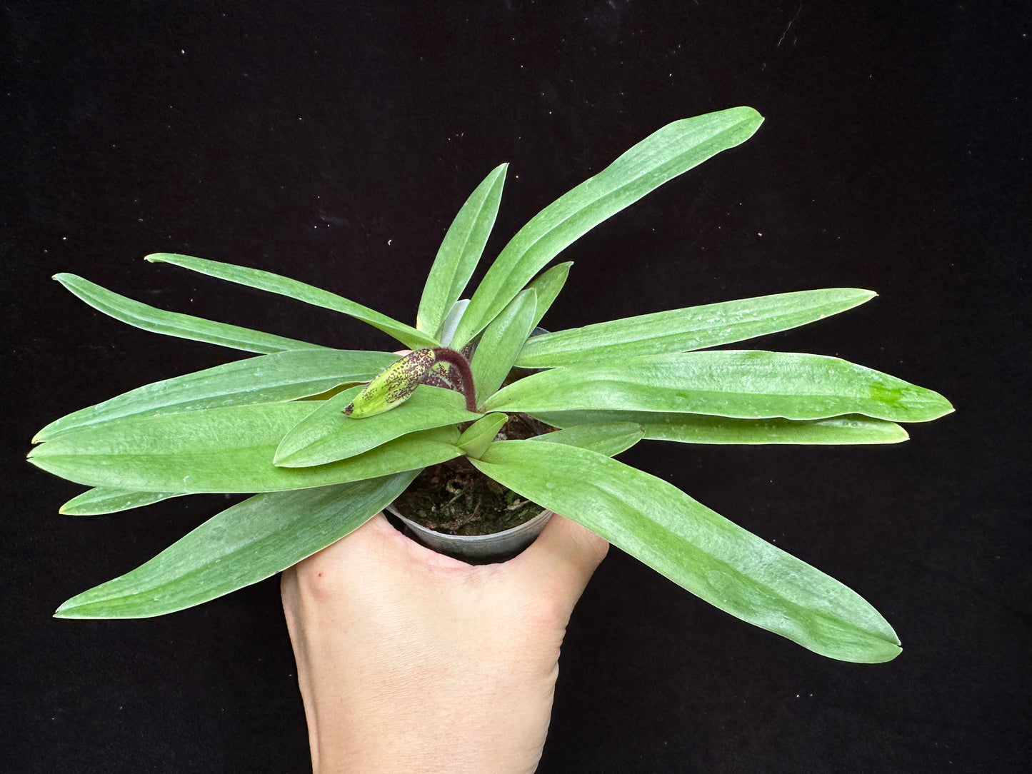 Paphiopedilum charlesworthii (Red) 231120 Budding