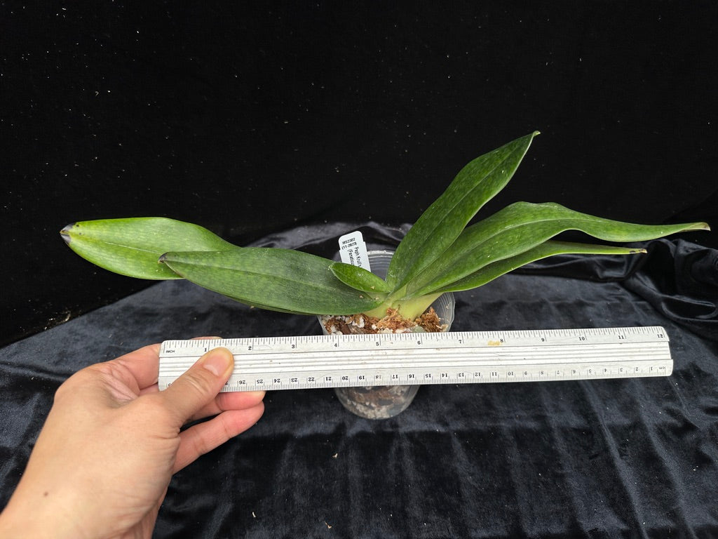 Paphiopedilum Krull's Lace (Fanaticum X rothschildianum)