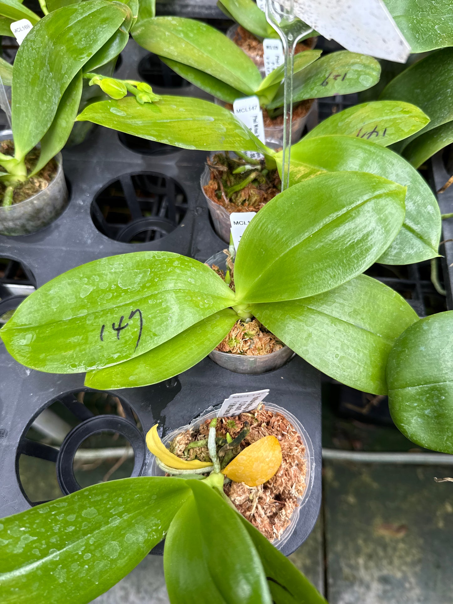 Phalaenopsis Mituo Purple Dragon 'Blue Python'