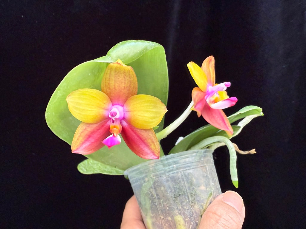 Phalaenopsis Mituo Love Eagle 250509 Flowering