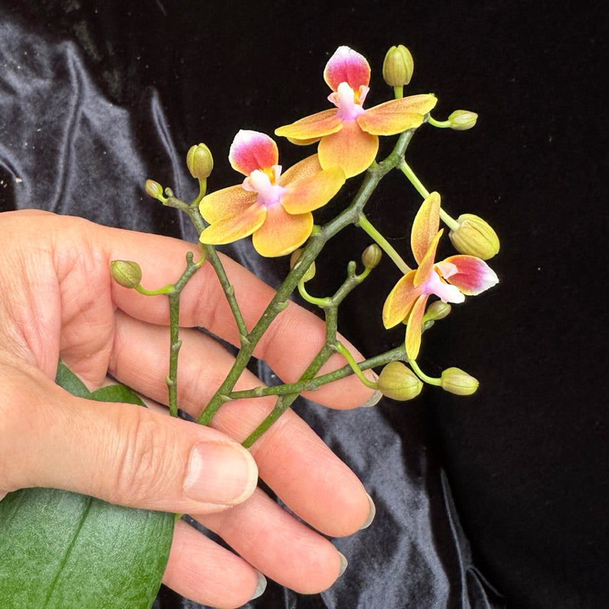 Phalaenopsis Shih Fang Savory Orange 230711