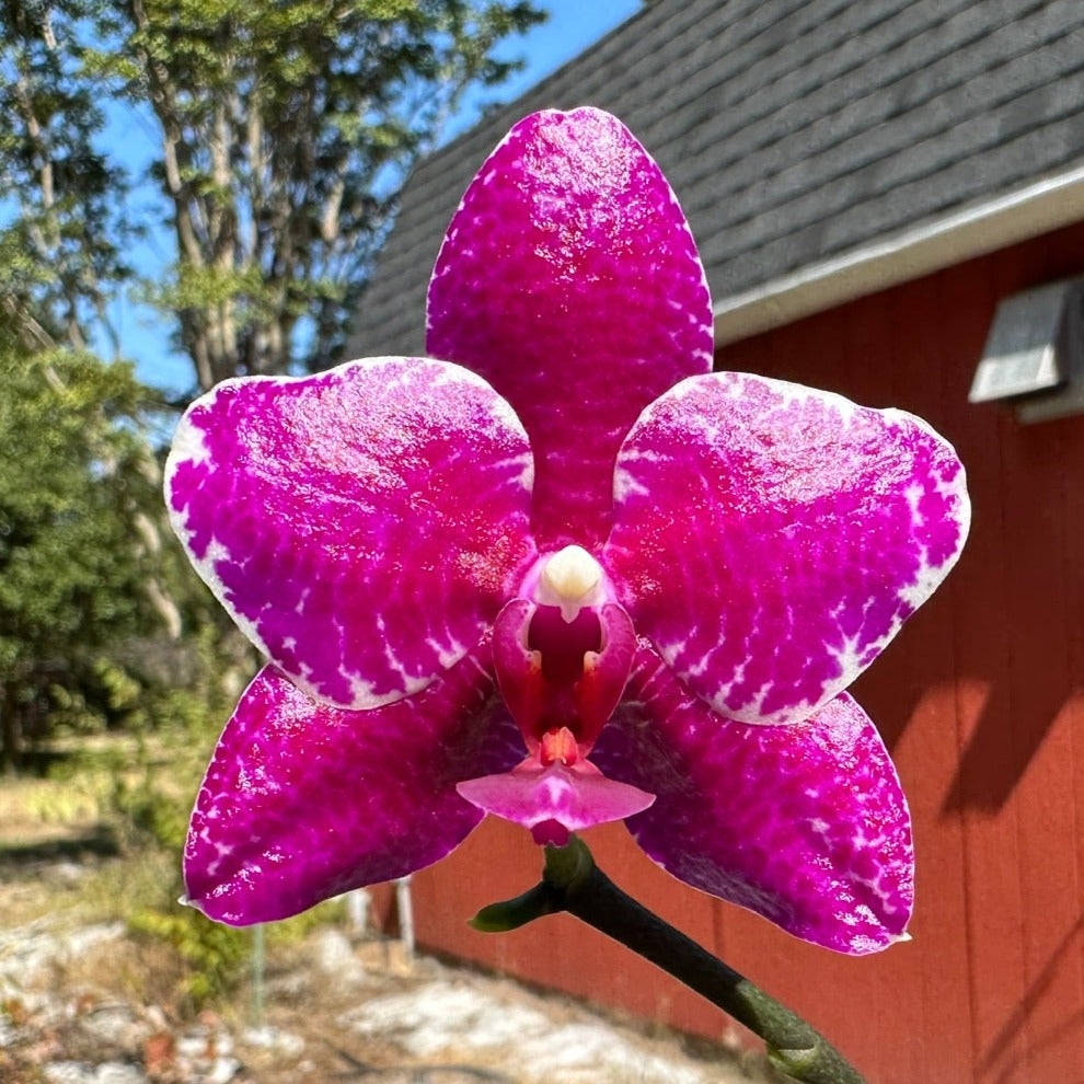 Phalaenopsis (Mituo Sun 'Yin' × Yuda Blood Red) 230806 Flowering